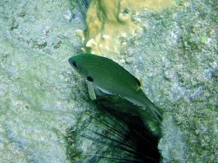 Brown Chromis