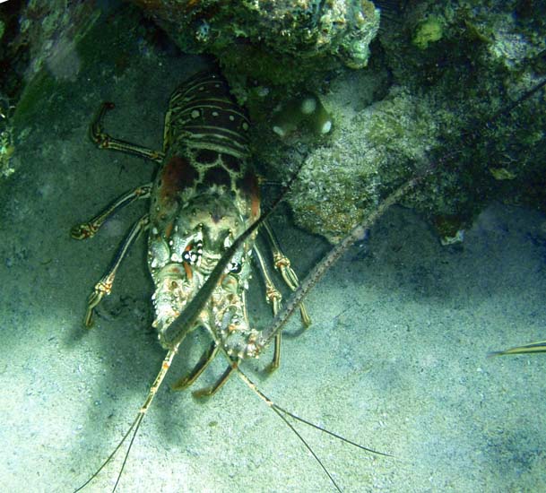 Carrean Spiny Lobster