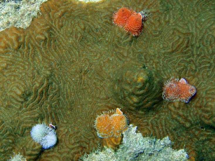 Christmas Tree worm