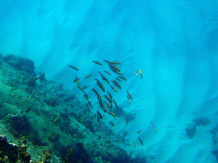 Cleaning Goby