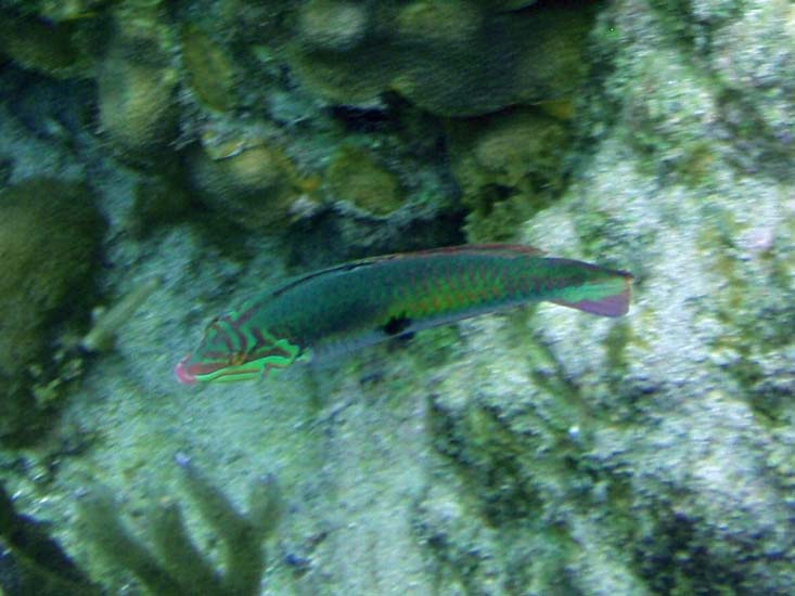 Clown Wrasse-2