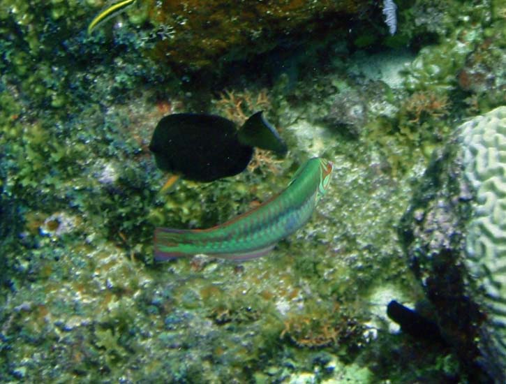 Clown Wrasse