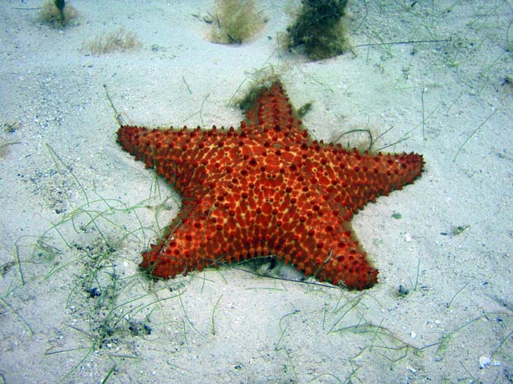 Cushion Sea Star