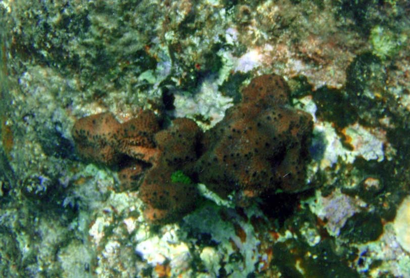 Dark Volcano Sponge