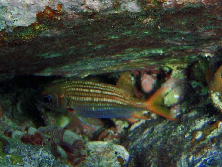 Duskey Squirrelfish