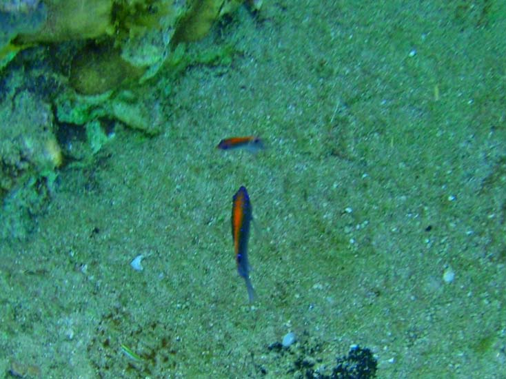 Dusky Damselfish Juv