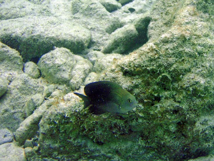 Dusky Damselfish