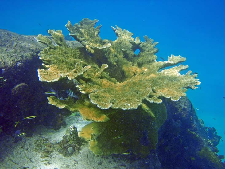 Elkhorn Coral-2