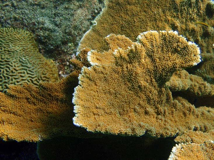 Elkhorn Coral