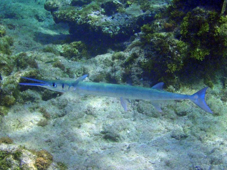 Flat Needlefish