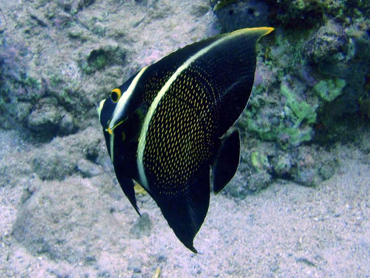 French Angelfish Int