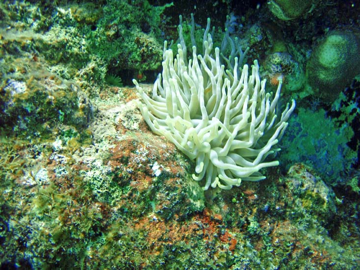 Giant Anemone