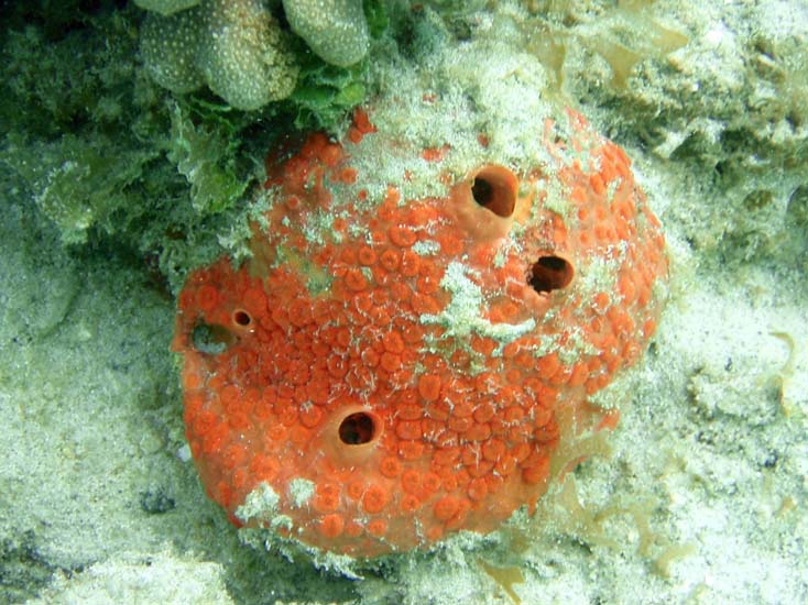 Golden Zoanthid