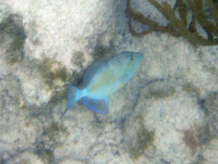 Gray Triggerfish