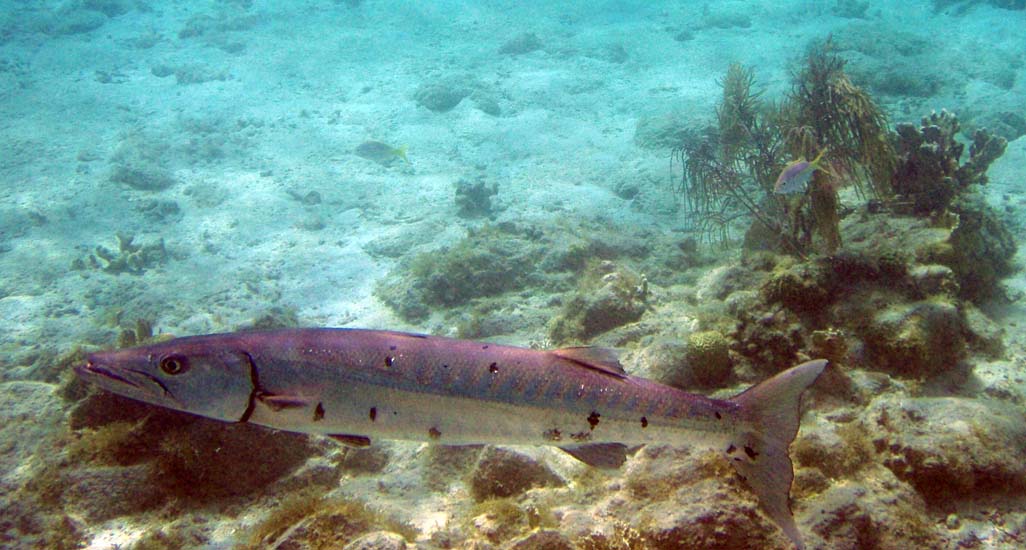 Great Barracuda-2