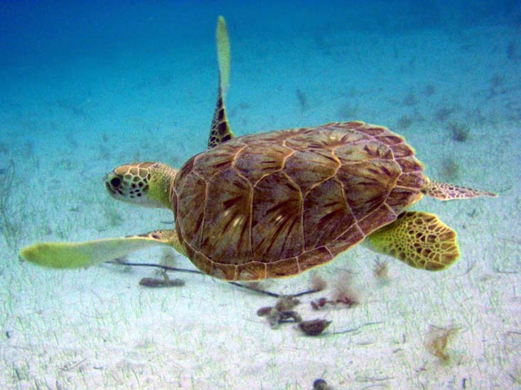 Green Sea Turtle-2