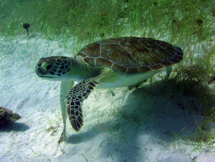 Green Sea Turtle