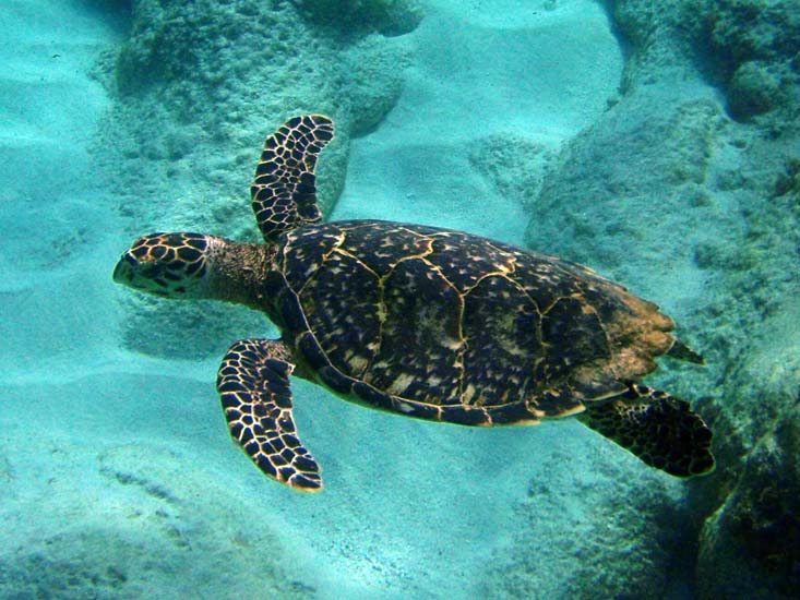 Hawksbill Turtle-2