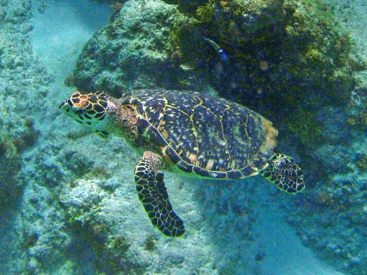 Hawksbill Turtle