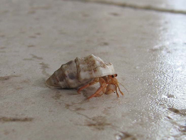 Land Hermit Crab