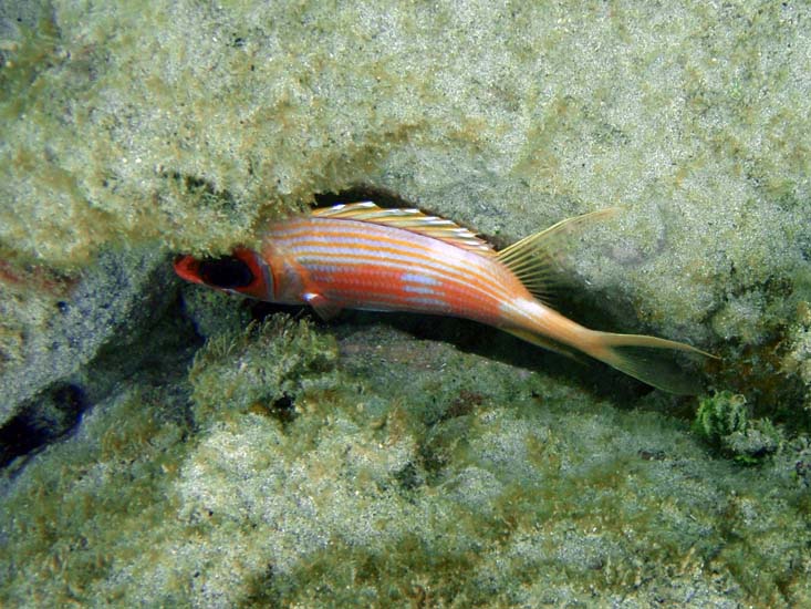 Longspine Sqirrelfish