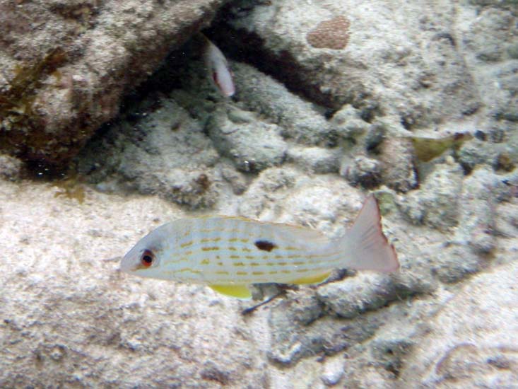 Mahogany Snapper Juv