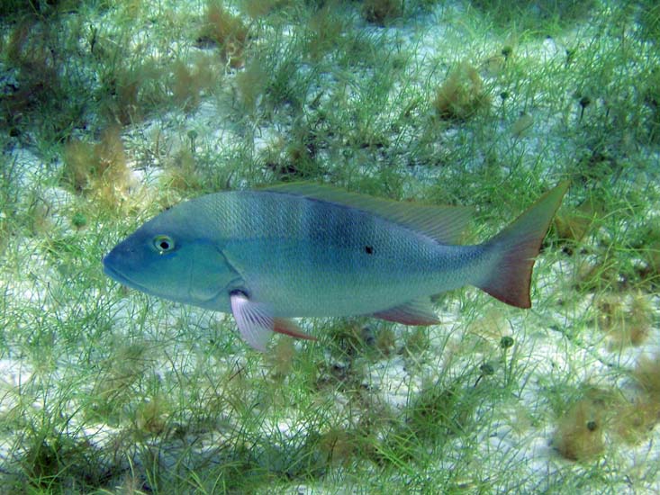 Mutton Snapper