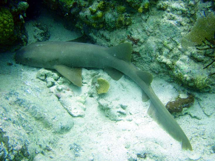 Nurse Shark