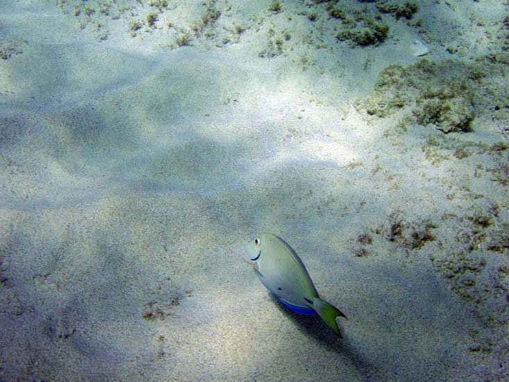 Ocean Surgeon fish