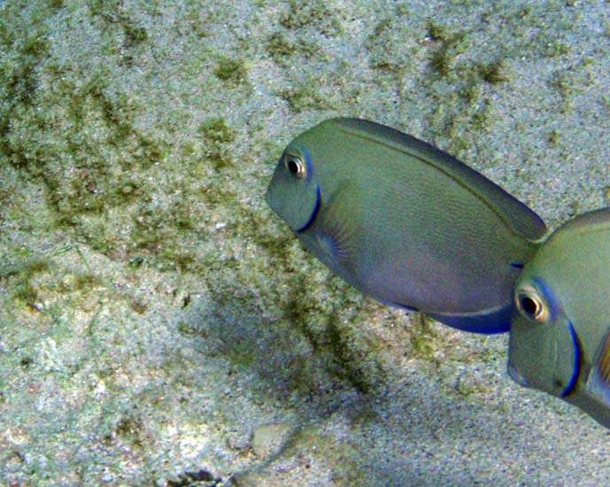 Ocean Surgeonfish