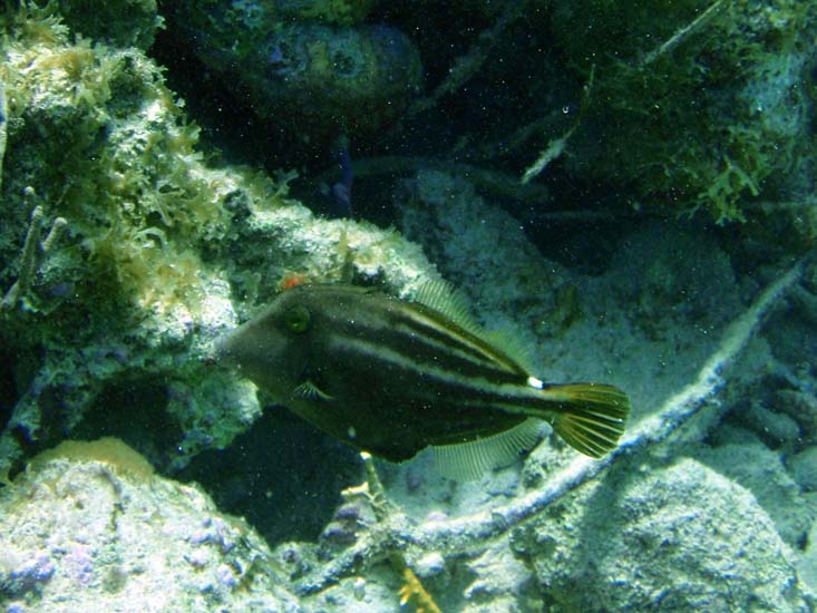 Orangespotted Filefish