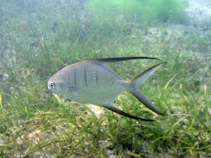 Palometa