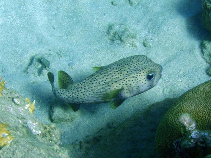 Porcupinefish