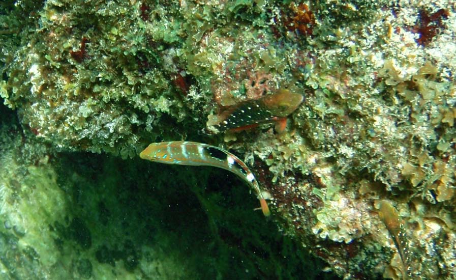 Puddingwife Juv