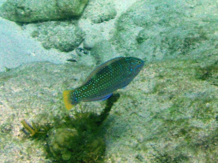 Puddingwife