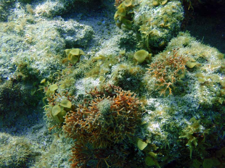 Purple Bryozoan