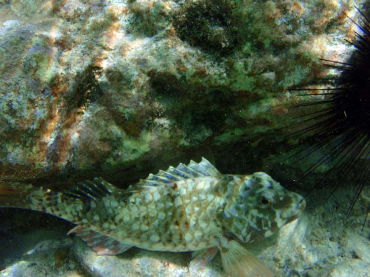 Pygmy Sea Bass