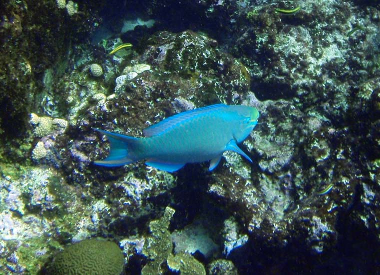 Queen Parrotfish-2