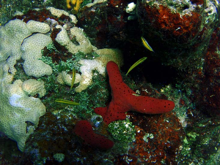 Red Finger Sponge