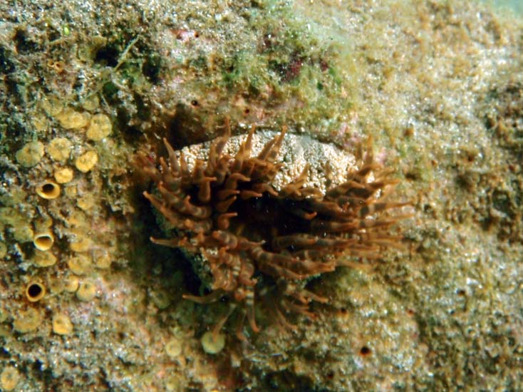 Red Warty Anemone