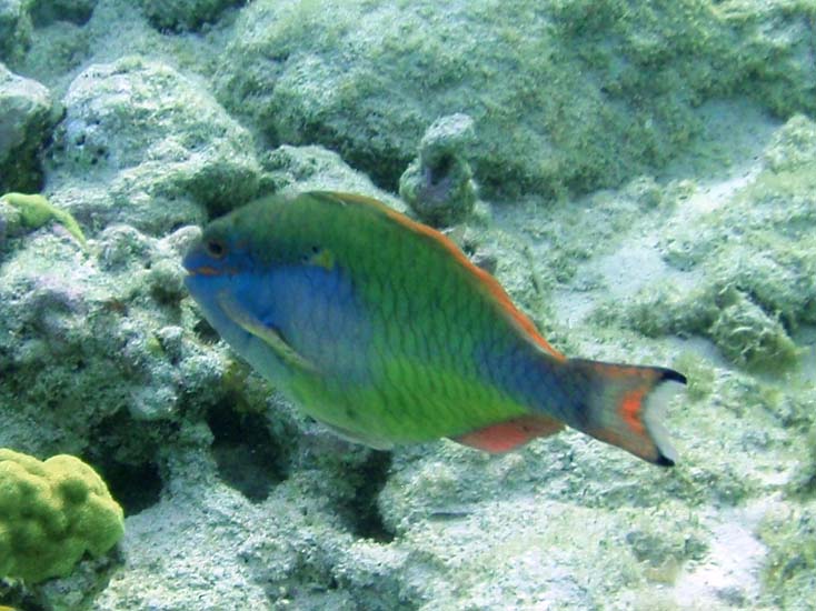 Redband Parrotfish