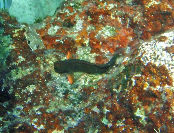 Redlip Blenny-2