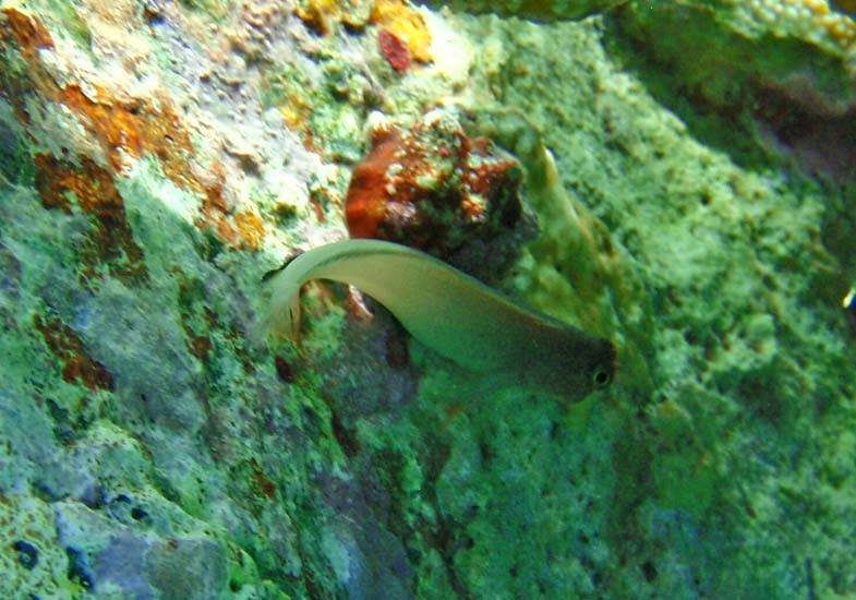 Redlip Blenny