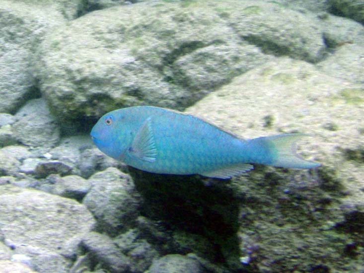 Redtail Parrotfish Juv