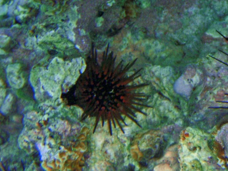 Reef Urchin