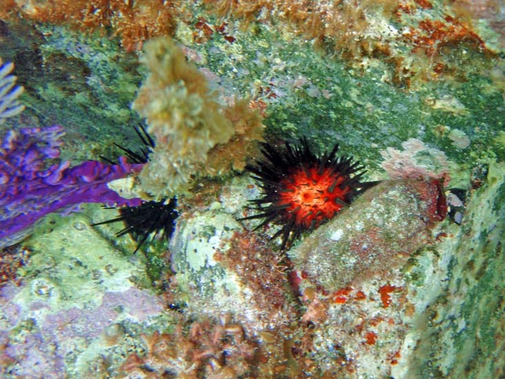 Rock Boring Urchin