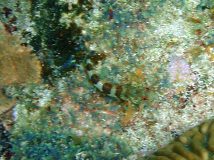 Saddled Blenny