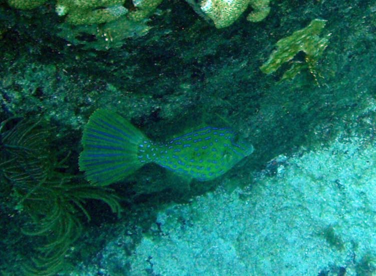 Scrawled Filefish