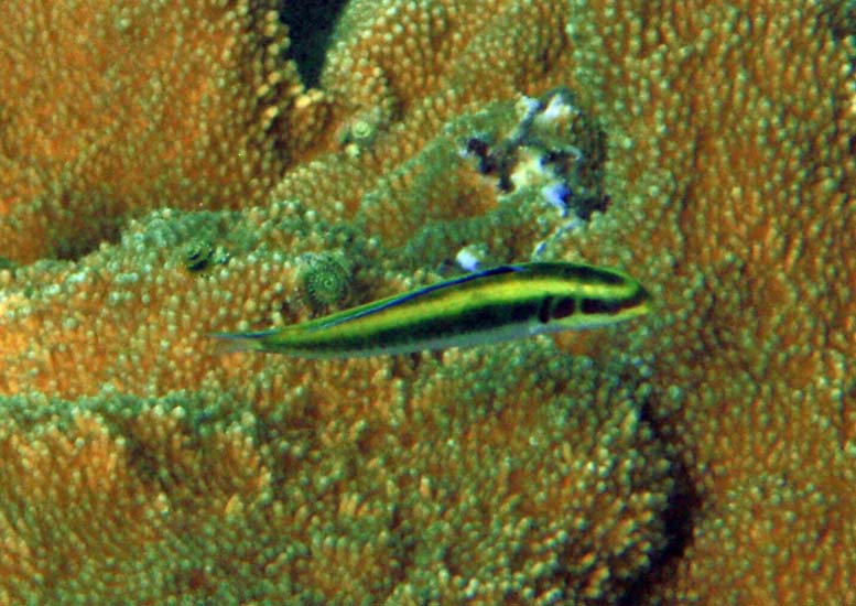 Sharknose Goby