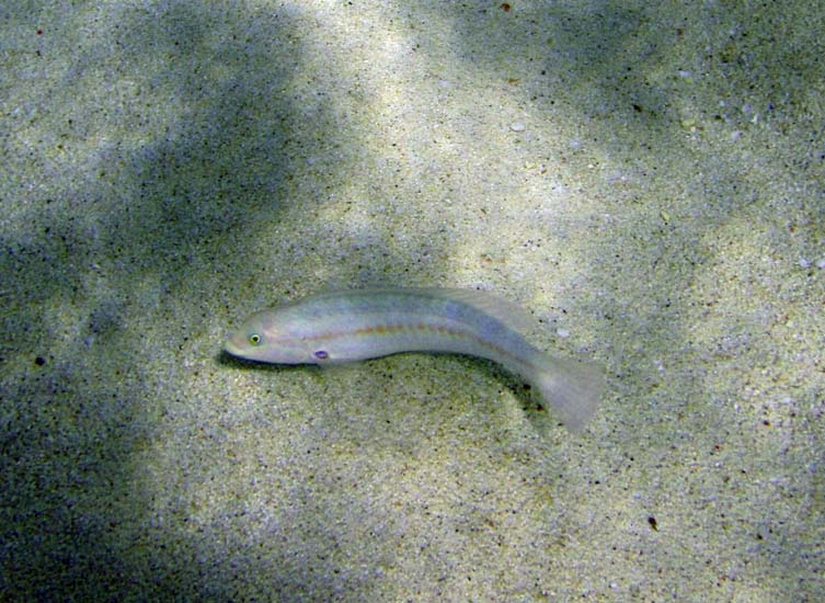 Slippery Dick Int